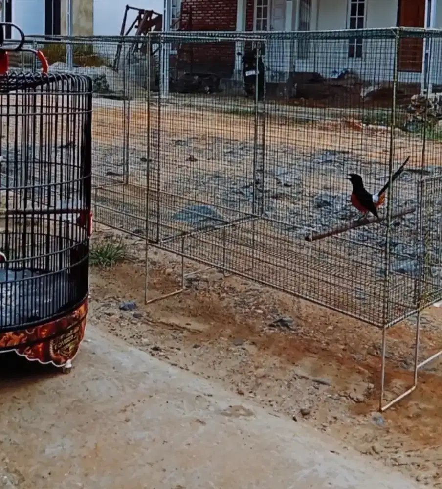 Murai sudah jalan prestasi