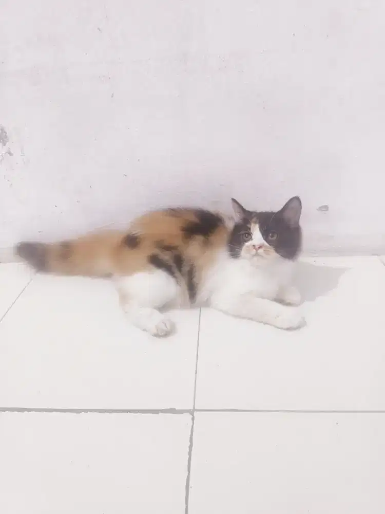 Persia betina 3bulan