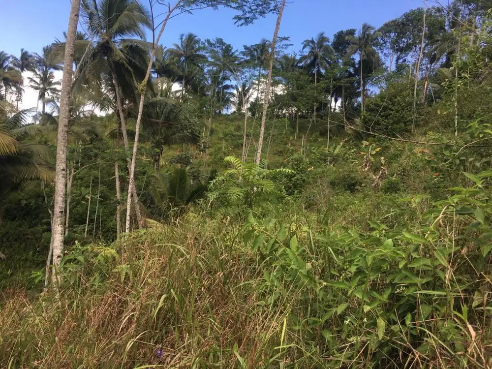 Dijual tanah-kebun 1,25 ha, cocok untuk kebun kopi, durian, sengon dll