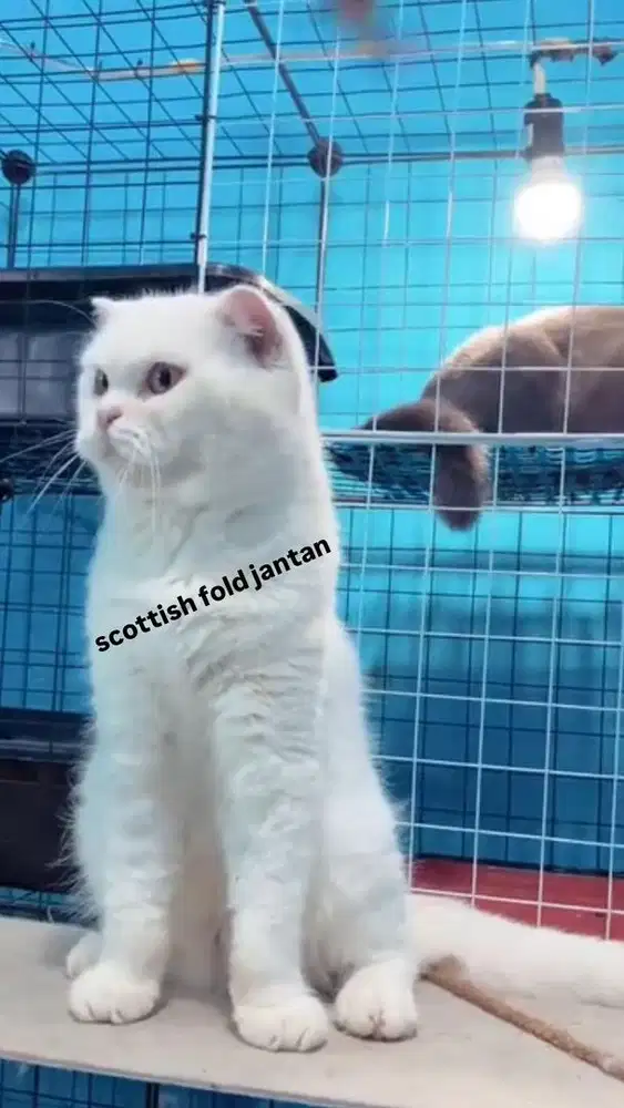 scottish jantan