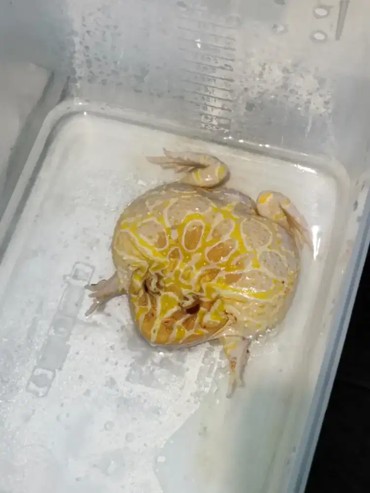 Kodok pacman (ceratophrys cranwelli)