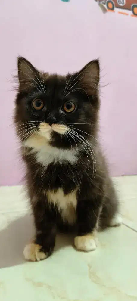 Kucing Persia long hair