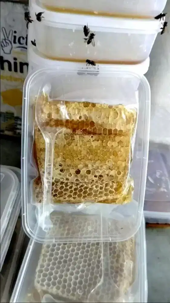 Jual asli madu termak madu cair dan madu sarang