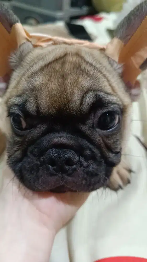 Jual French Bulldog Betina Bloodline Import