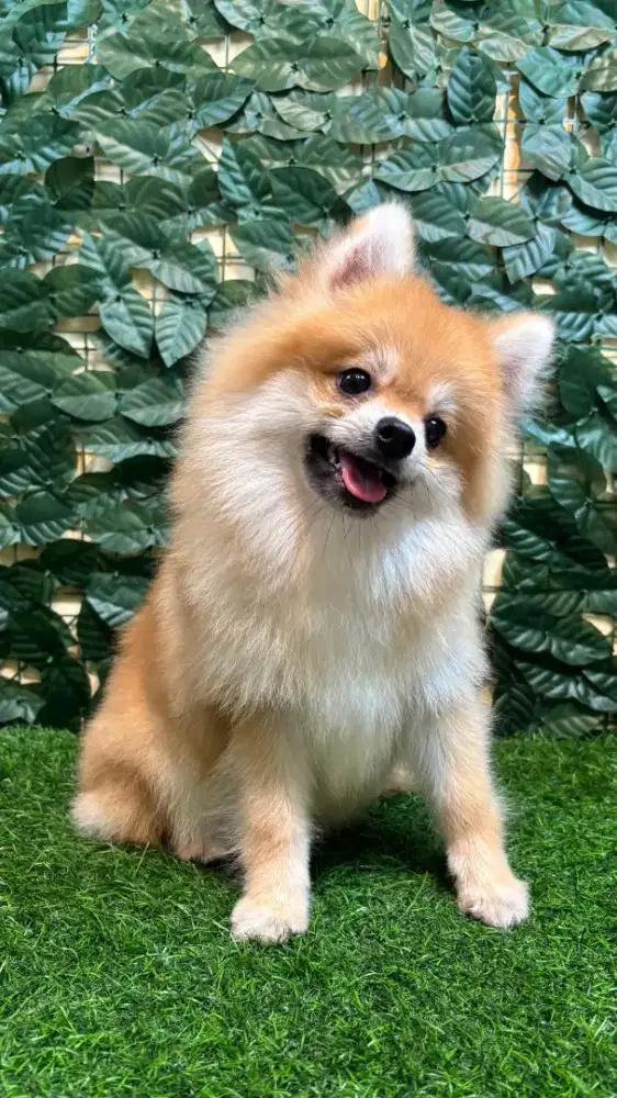 Mini Pomeranian (Male)