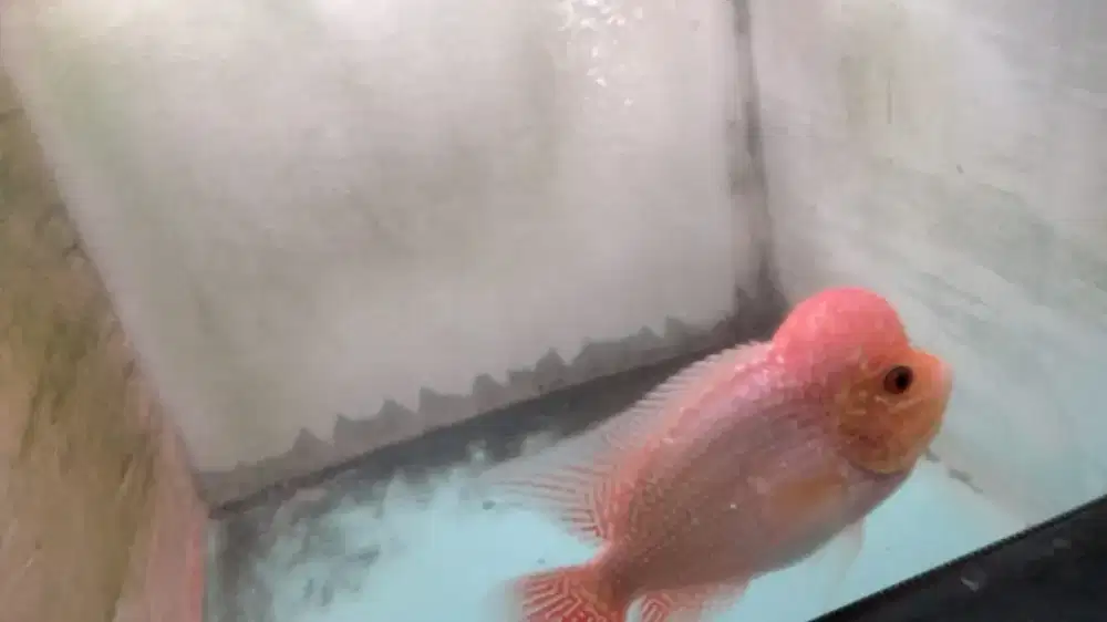 Louhan GB kamfa thailand