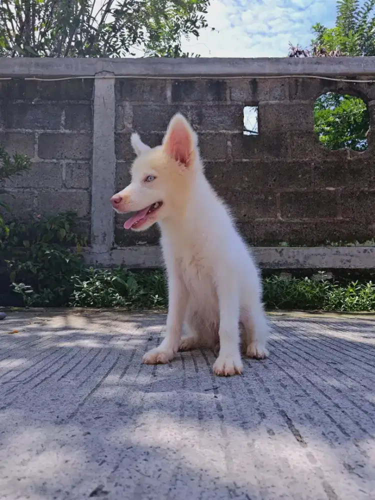 Siberian Husky (Female)