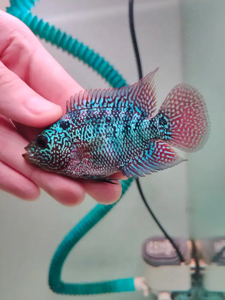 ikan lohan cencu 7cm full mutiara padat ekor lebar ikan louhan cencu