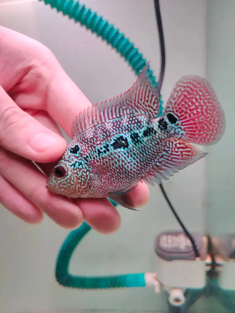 ikan lohan cencu 7cm crosshead full mutiara rainbow cencu indo louhan