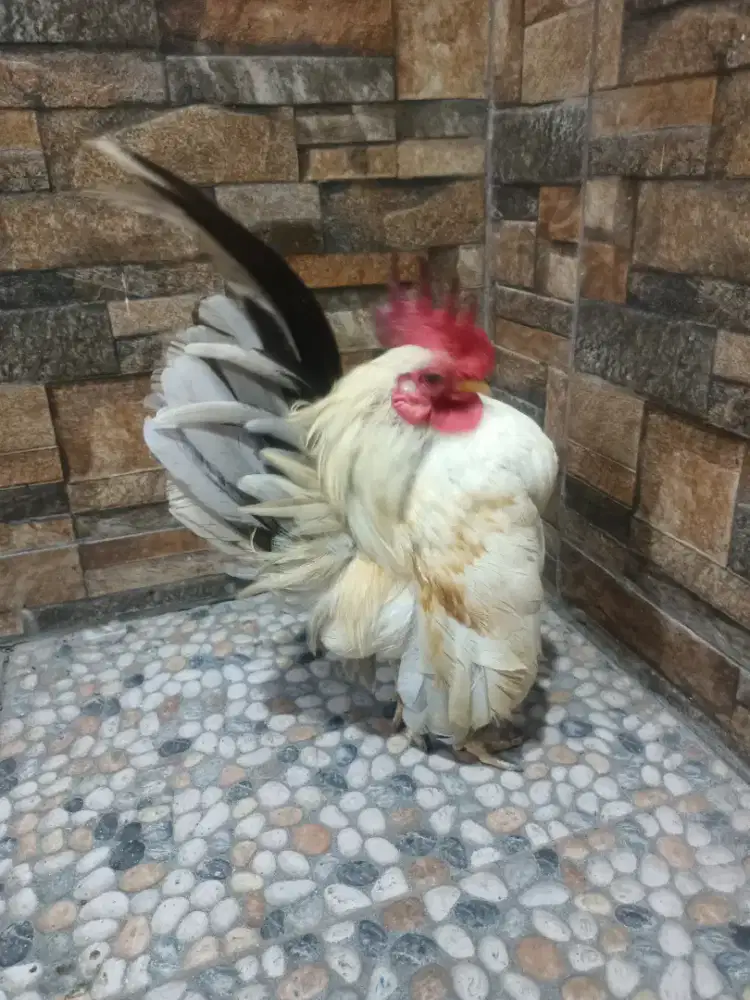 Ayam Serama indukan jantan ORI