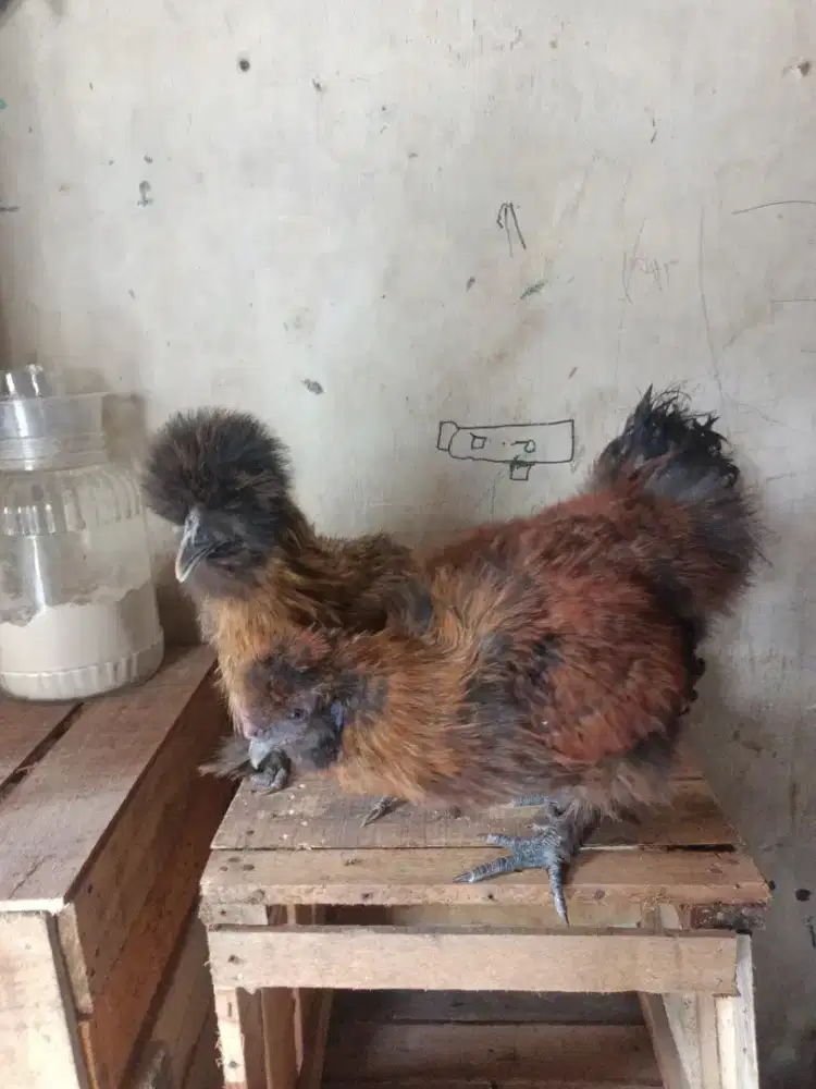 Ayam sepasang American silky indukan jantan ori