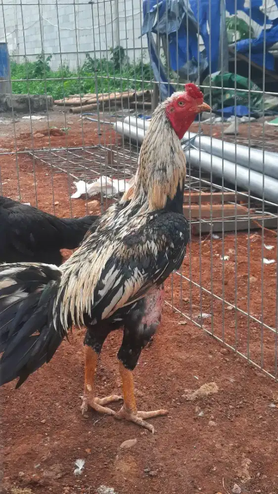 Ayam Bangkok ukur 3,5