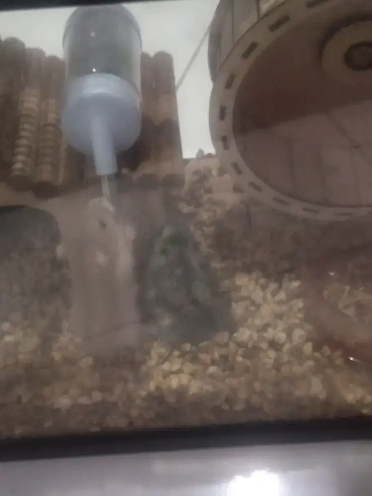 Kandang lengkap dengan 2 hamster