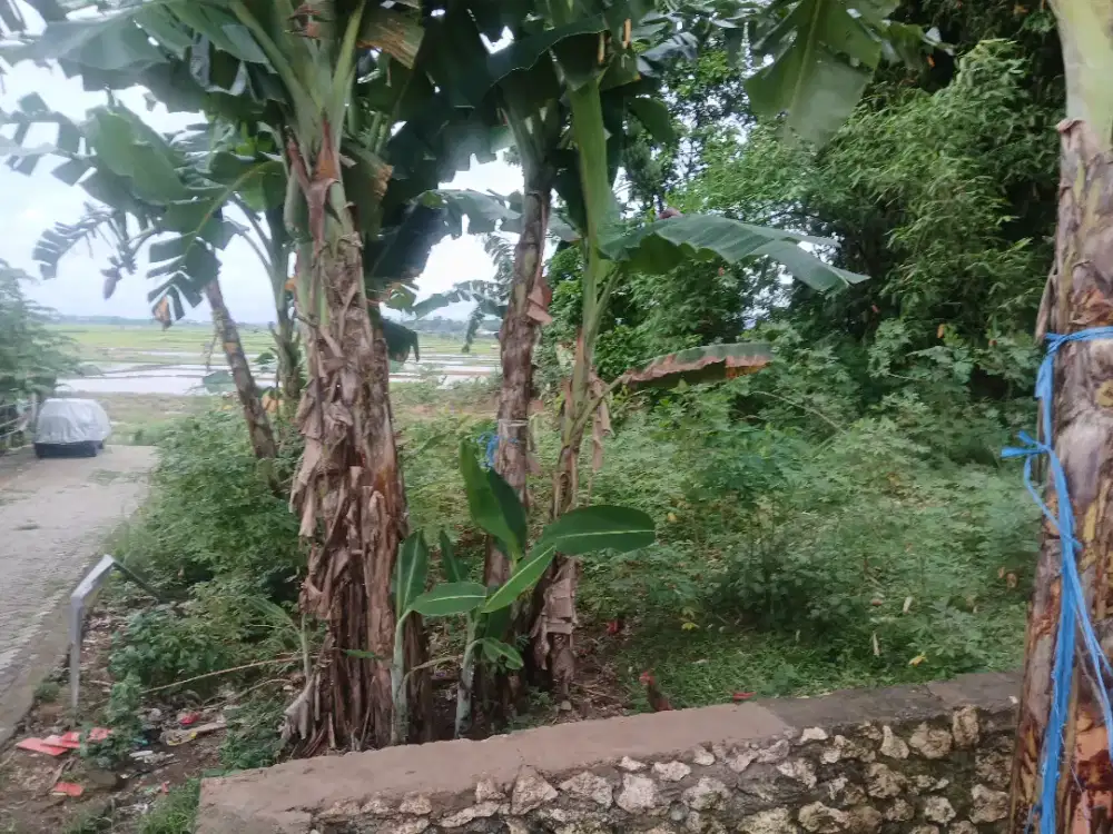 Tanah kapling bebas banjir