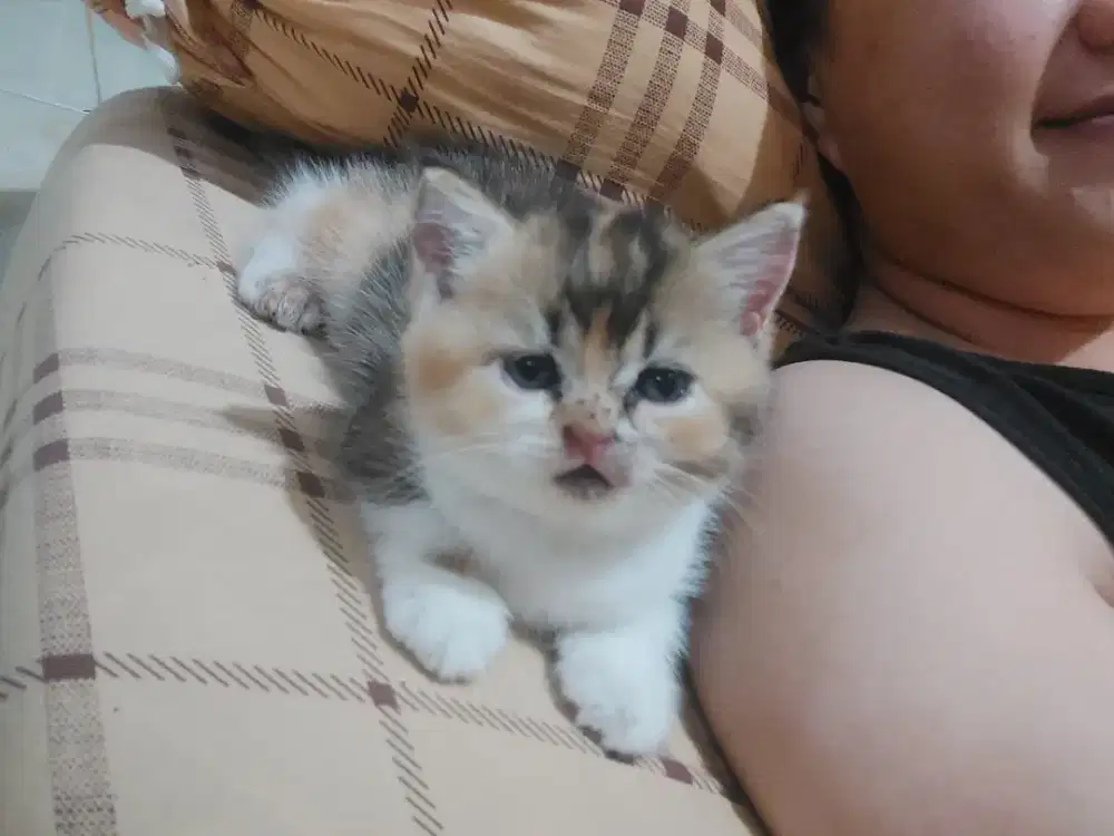 Lepas adopt BSH calico