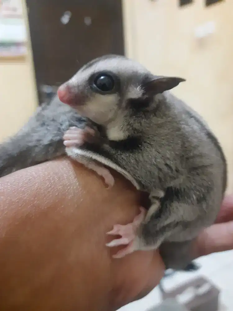SUGAR GLIDER JOEY CLASIC GREY JANTAN JINAK TOTAL