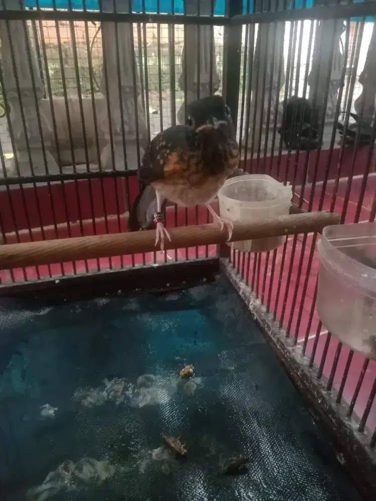 Burung murai terorotol l