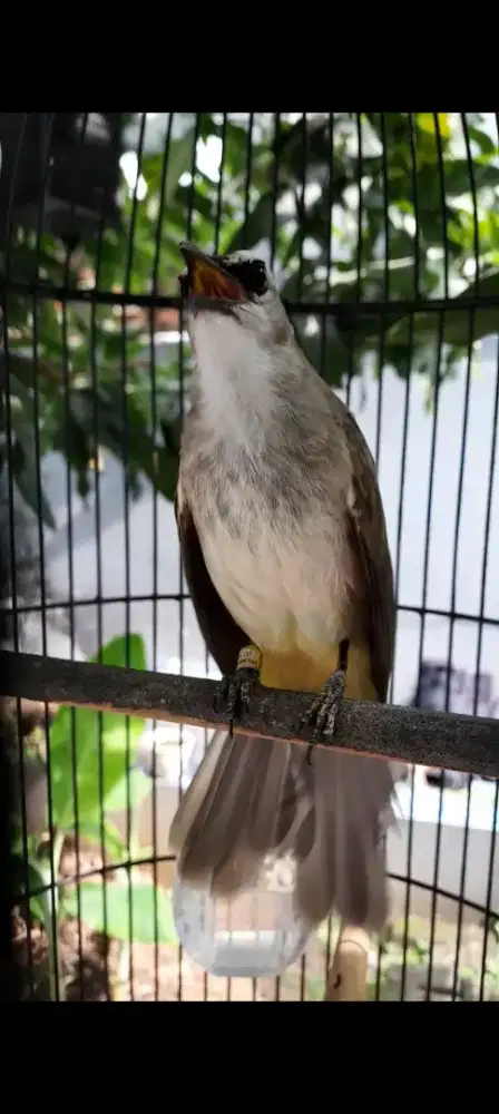 CRUKCUK GACOR ROPEL GARUDA JINAK