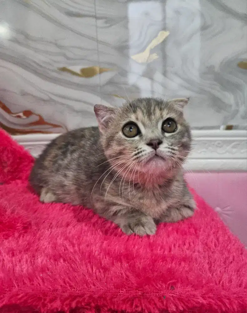 Kucing gaelic munchkin british shorthair