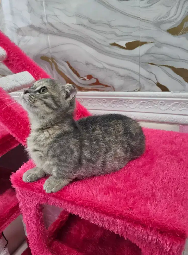 Kucing kitten gaelic munchkin british shorthair