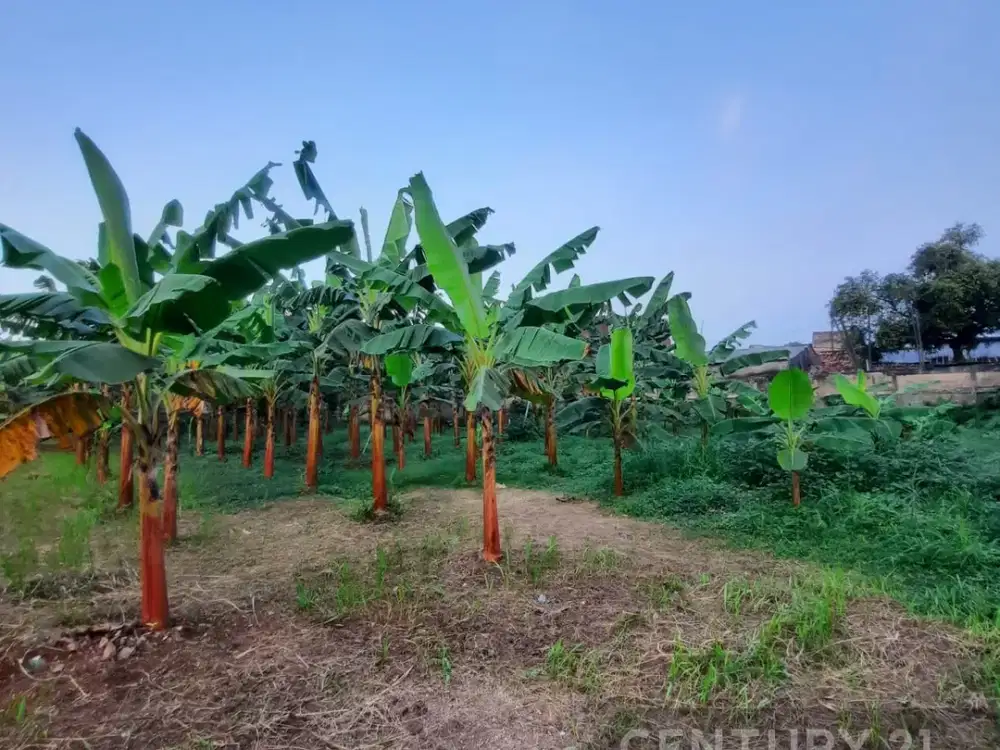 Tanah Datar Murah Strategis Jl.WR.Supratman Ciputat Tangsel.