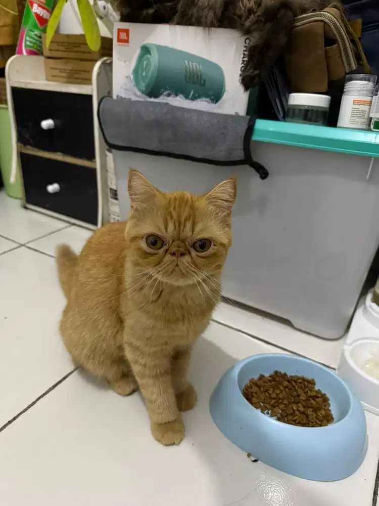 Kucing Persia Peaknose Exotic Betina