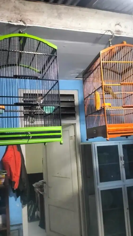 Cucak Rowo sepasang dna mapan