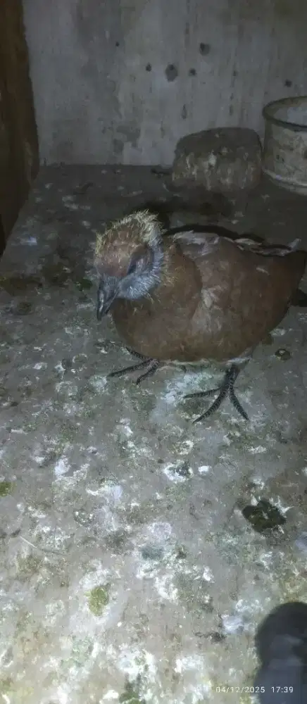 Piyek merpati ging ging