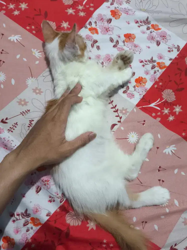 Munchkin Kitten Jantan