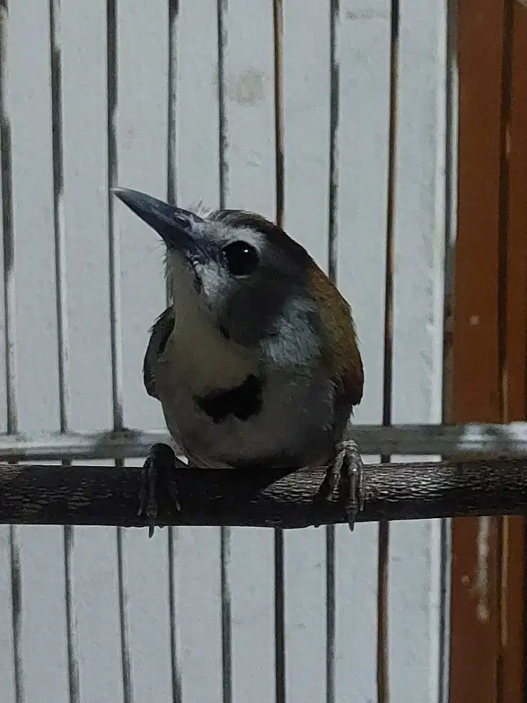 Burung tepus pipi perak