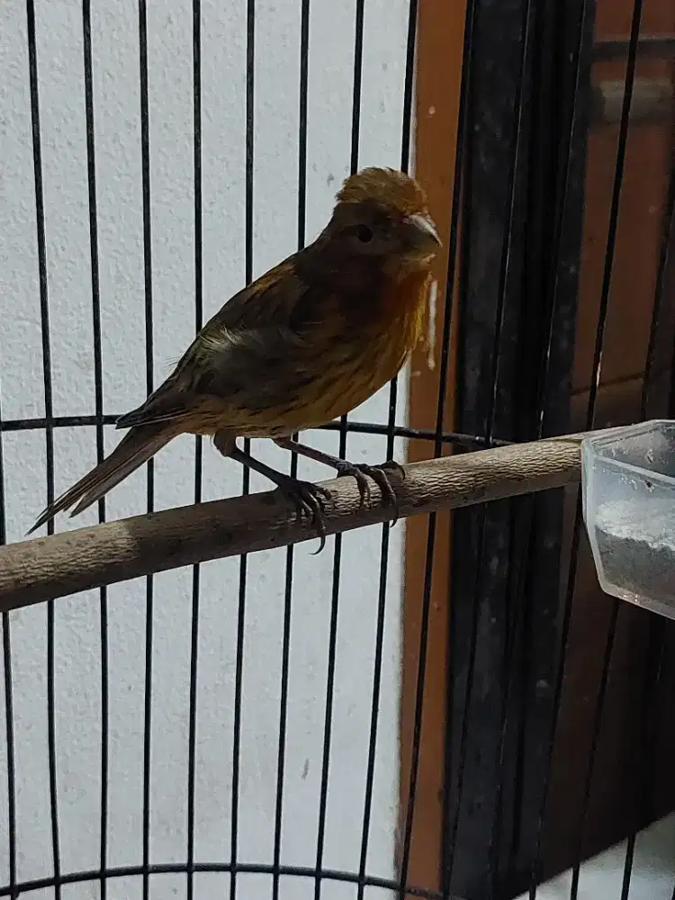 Burung kenari black red jantan