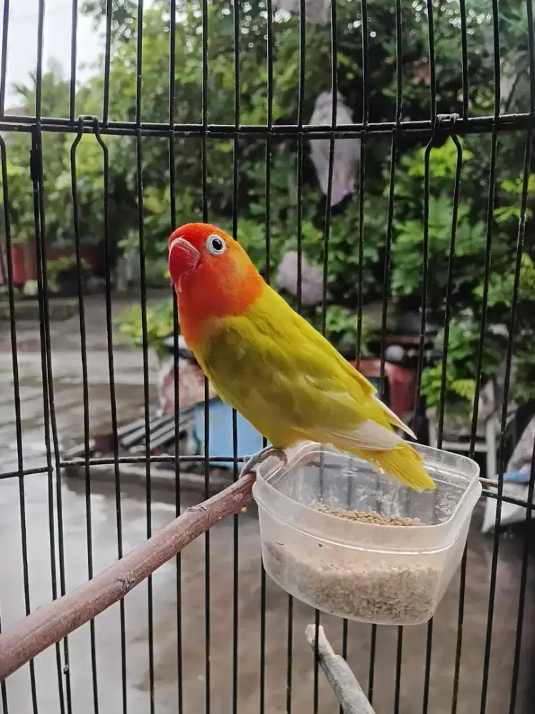 Lovebird biola pastelino