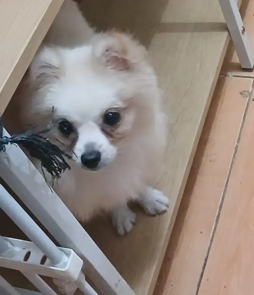 Anjing minipom jantan non stmb