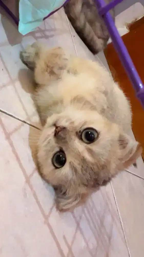 LA golden jantan gold usia 3bulan