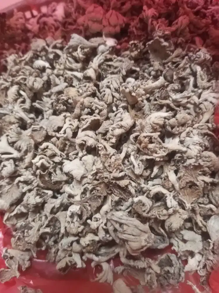 Jamur Gerigit (kering) 100 gram