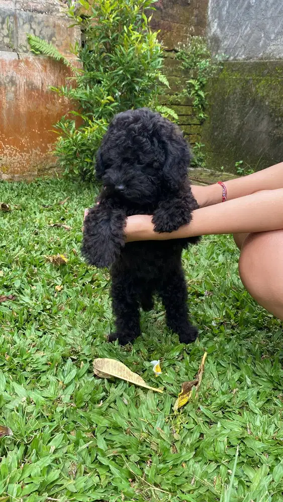 Poodle hitam asli