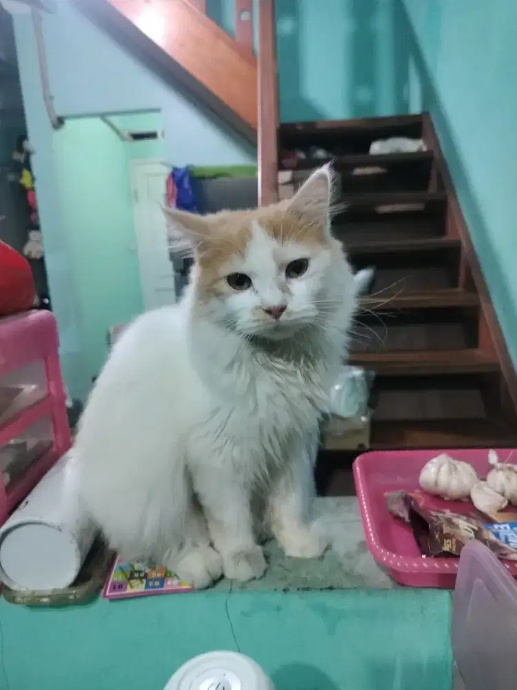 Kucing jantan bulu kapas