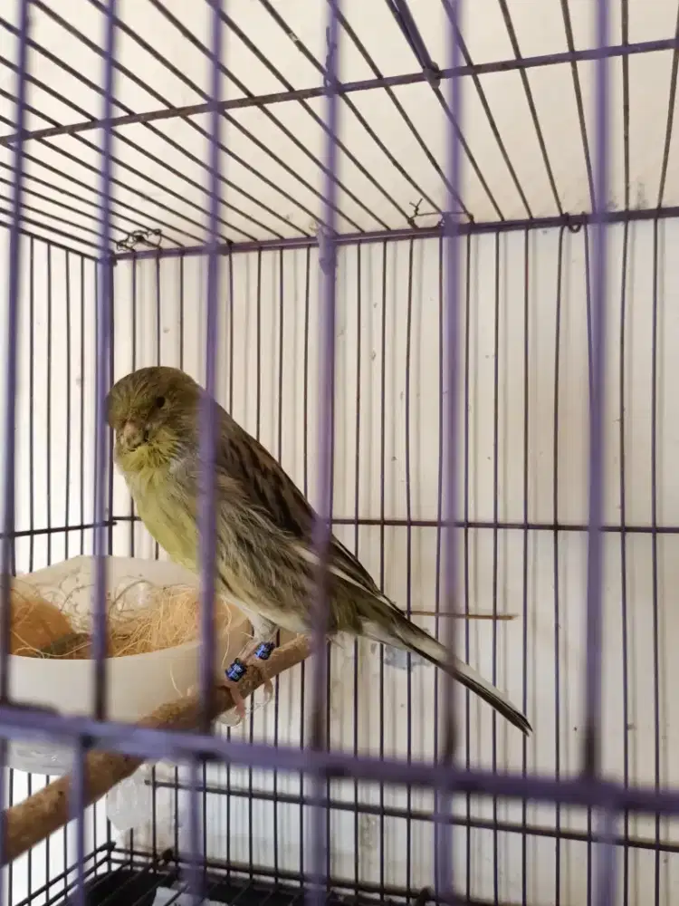 Betina f1ys 11 bulan siap