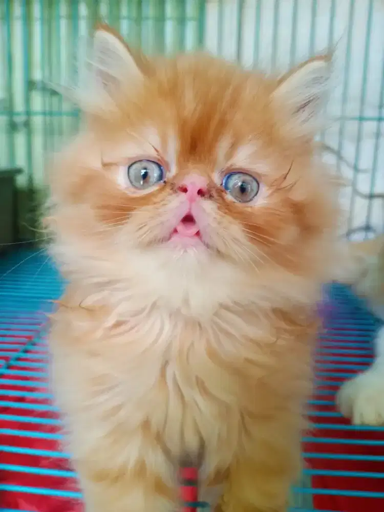 Kucing Kitten persia