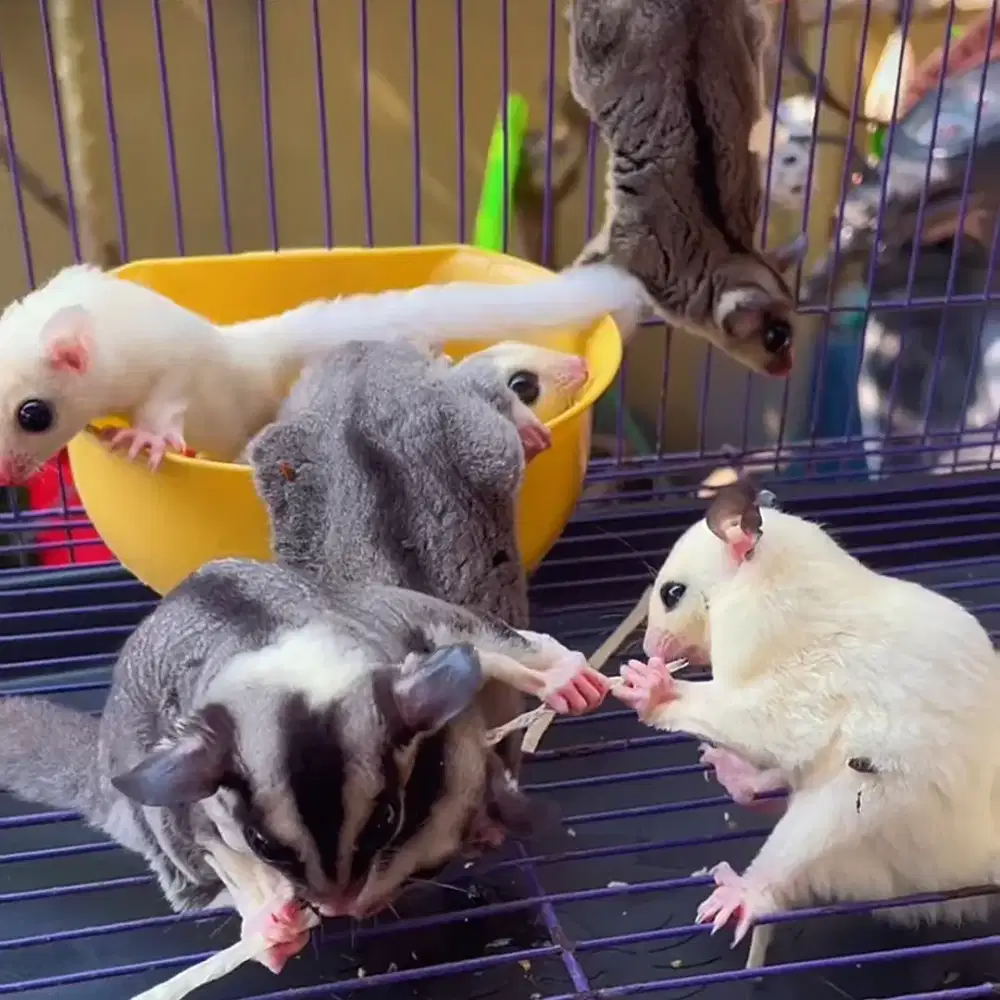 Yang mau jual sugar glider sini saya beli