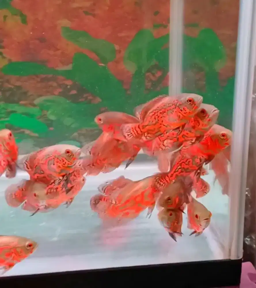 30 ekor ikan oscar red leopard angkut semua