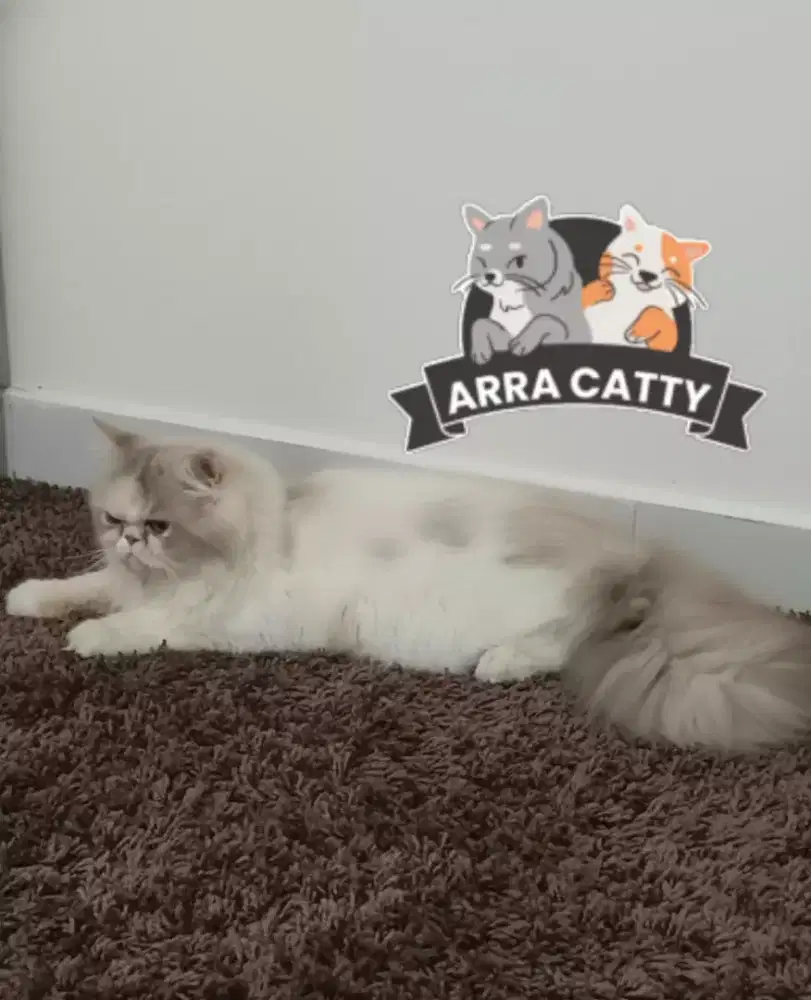 peaknose betina 5bulan