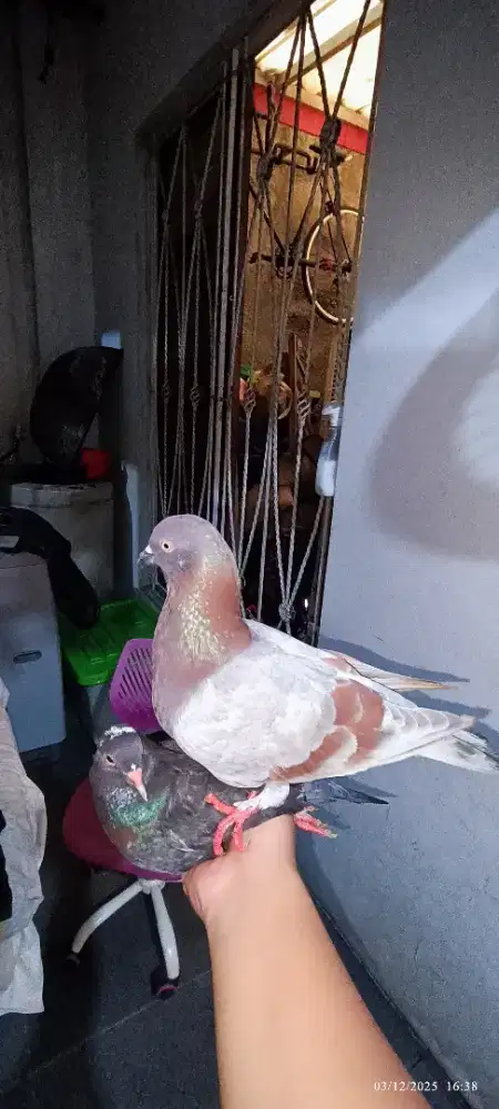 Burung dara merpati player harga masih bisa nego bosku