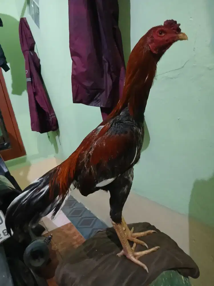 Ayam bangkok muda janggaran