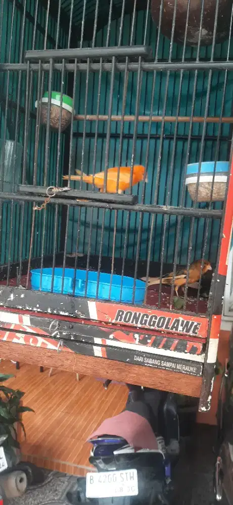 Kenari Af merlok sepasang