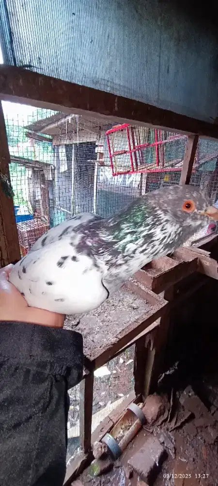 Burung dara merpati bujangan