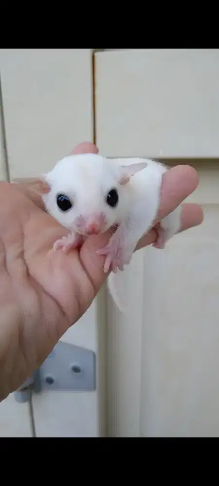 Sugar Glider Leucistic