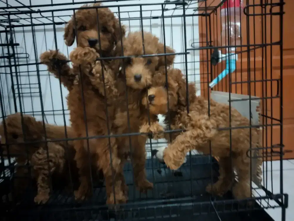 anjing poodle bulu kriwil