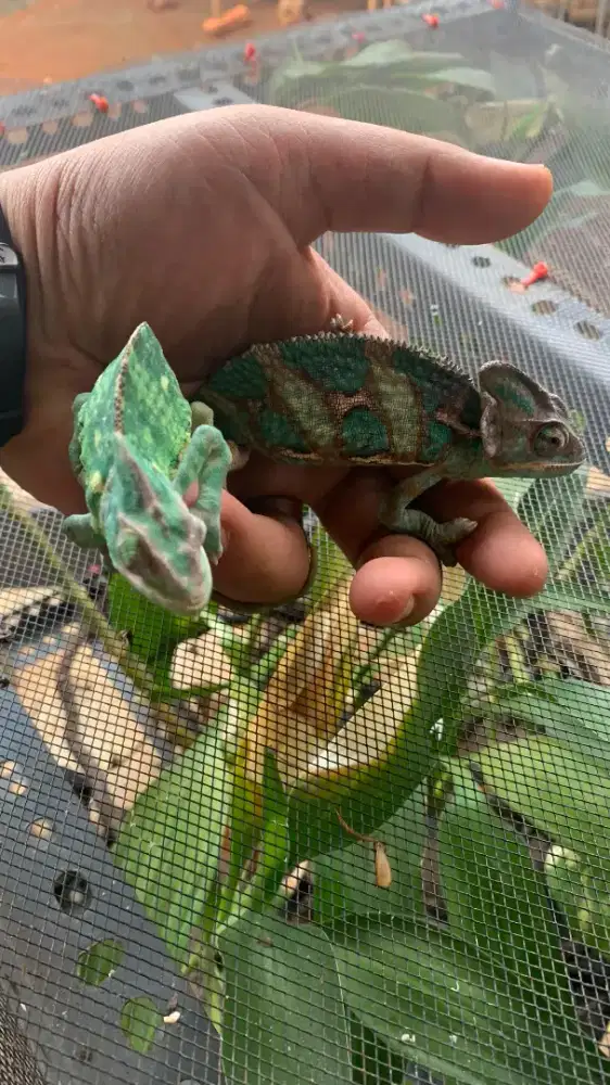 Vield Chamaleon Sepasang