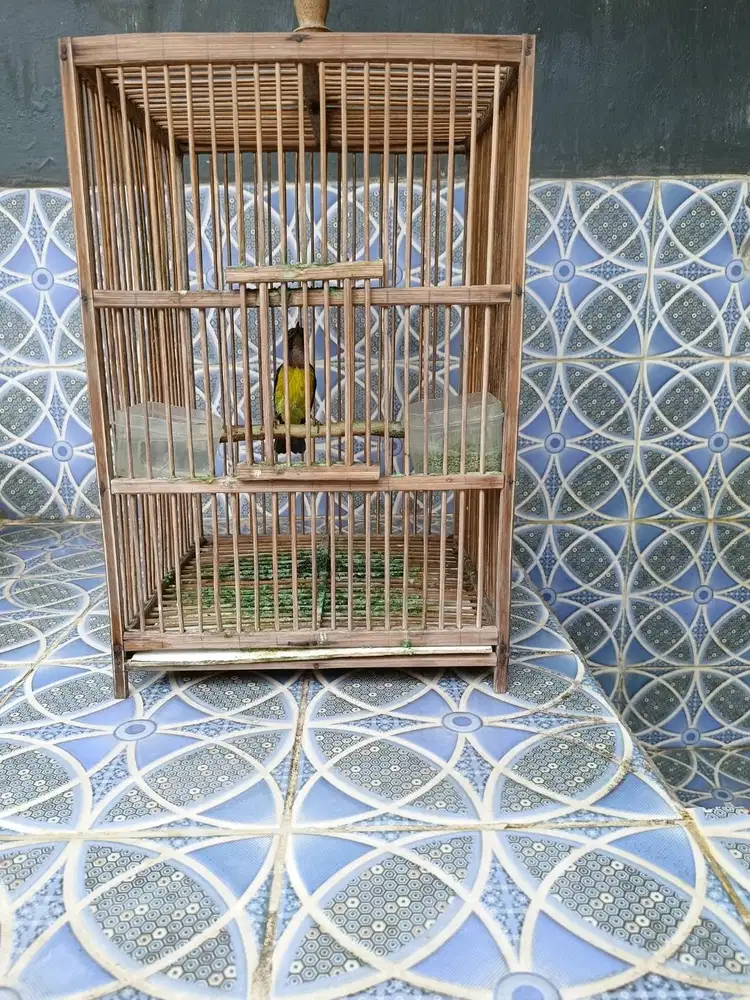 35K FS KORLAP JANTAN PURTOT BUNYI TEMPAT SEPI